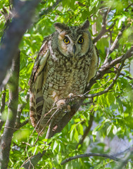 Long-eared Owl in a tree