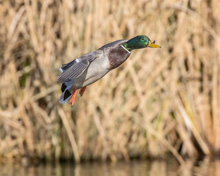 Mallard In Flight