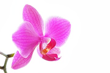 Fototapeta na wymiar pink phalaenopsis orchid isolated on white background