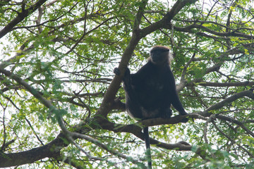 Purple-Faced Langur