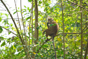 Toque Macaque Eating On A Tree