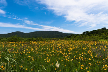 雄国沼　ニッコウキスゲ