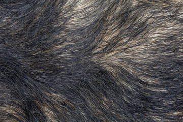 Close up gray dog skin for animal pattern and background
