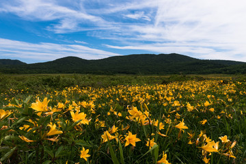 雄国沼　ニッコウキスゲ