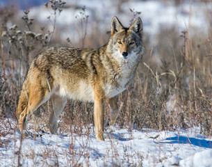 Coyote in the snow