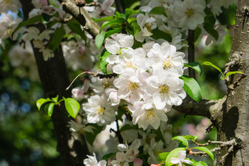 Apple Blossom Macro