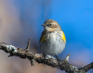 Yellow-rumped Warbler on a perch