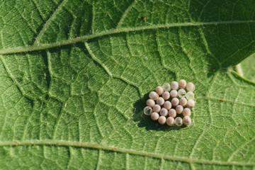 Laying a vegetable green bug (lat. Nezara viridula L. (Hemiptera: Pentatomidae))