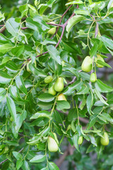 Branch jujube (jujube real, Chinese date, capiinit, jojoba, lat. Ziziphus jujuba) with immature fruits