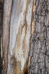 Old maple wood texture closeup