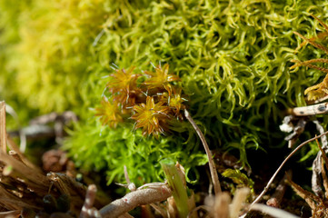 fiori su muschio verde chiaro