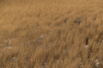 field of dry grass with ears and snow in winter