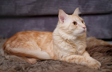 a young, lazy maine coon cat lies on the floor on a fur coat
