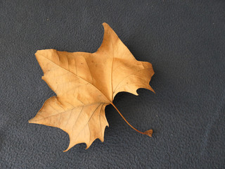 Dry maple leaf on dark blue colth