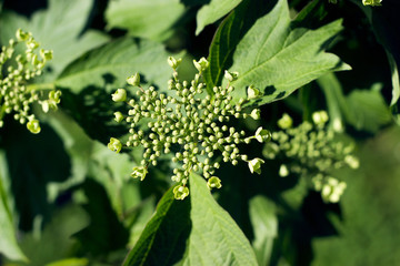 Guelder rose begins to bloom