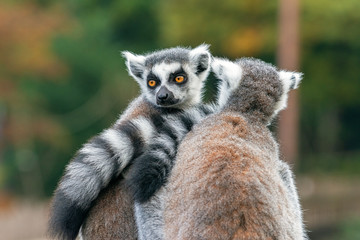 Clouse up portrait of two adult lemurs katta sitting opposite each other