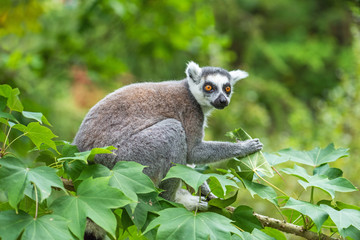 Adult lemur katta sits on a tree and eats green leaves