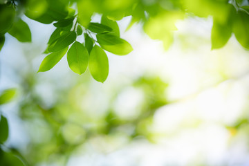 Nature of green leaf in garden at summer. Natural green leaves plants using as spring background cover page greenery environment ecology wallpaper