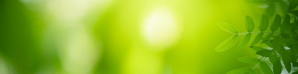 Nature of green leaf in garden at summer. Natural green leaves plants using as spring background cover page greenery environment ecology wallpaper