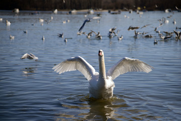 The male swan spreads its wings and shows dominance