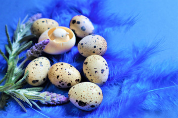 Easter concept. Quail eggs on blue bird feathers in trendy color on a blue background.