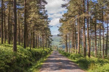 Deserted woodland trail at Glendalough, Co. Wicklow, Ireland.