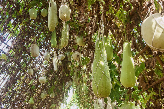 Calabash gourd or bottle gourd hanging on the vine plant tree (Lagenaria siceraria), Long winter melon, Gourd bottle (Lagenaria siceraria Standl) Hanging on the wooden structure in the garden.