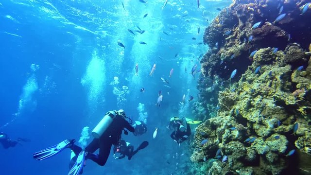 Fun and joy of diving in the coral reef.