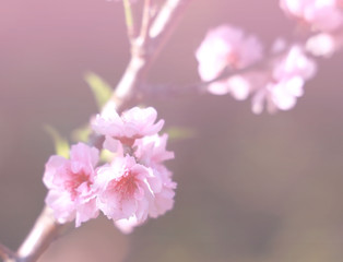 Soft dreamy of  Pink sakura flowers or Cherry Blossom  in the nature  of springtime image