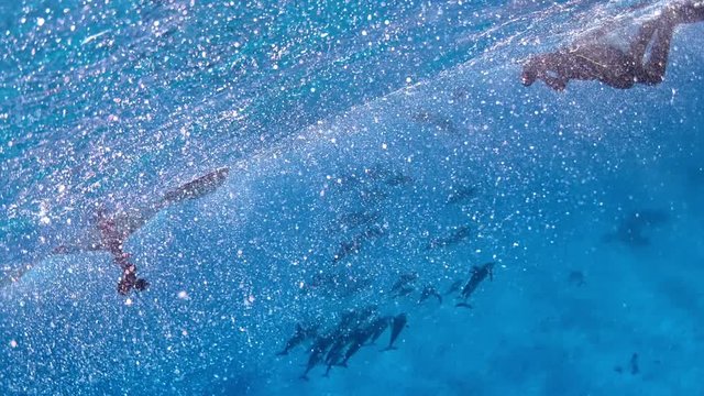 Snorkeling With Dolphins on a holiday cruise.