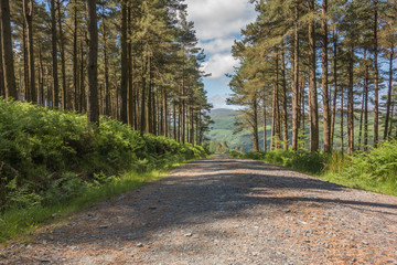 Deserted woodland trail at Glendalough, Co. Wicklow, Ireland.