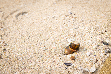Fototapeta na wymiar Piece of amber glass bottle . Danger garbage on the beach.