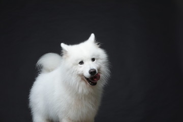 The samoyed dog makes a variety of naughty and lovely, happy and sad expressions. It is people's favorite pet, dog portrait combination series on a gray and white background