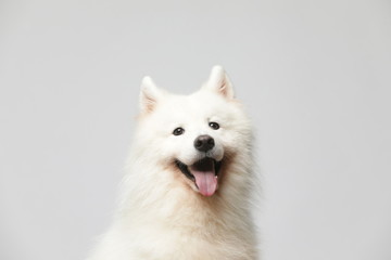 The samoyed dog makes a variety of naughty and lovely, happy and sad expressions. It is people's favorite pet, dog portrait combination series on a gray and white background - Powered by Adobe