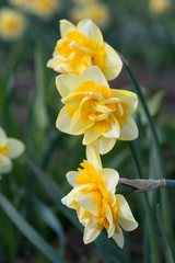 Obraz premium Yellow daffodils bloom in spring in the garden