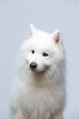 The samoyed dog makes a variety of naughty and lovely, happy and sad expressions. It is people's favorite pet, dog portrait combination series on a gray and white background