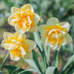 Fototapeta premium Yellow daffodils bloom in spring in the garden