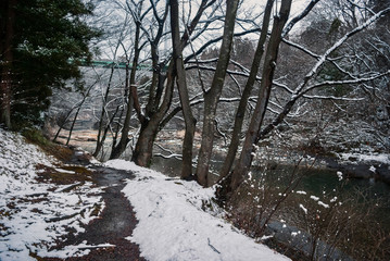 Snow-covered trees and walk path during winter season in Japan