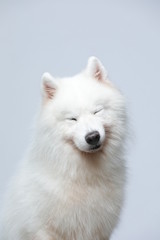 The samoyed dog makes a variety of naughty and lovely, happy and sad expressions. It is people's favorite pet, dog portrait combination series on a gray and white background