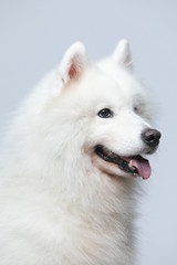 The samoyed dog makes a variety of naughty and lovely, happy and sad expressions. It is people's favorite pet, dog portrait combination series on a gray and white background