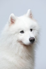 The samoyed dog makes a variety of naughty and lovely, happy and sad expressions. It is people's favorite pet, dog portrait combination series on a gray and white background