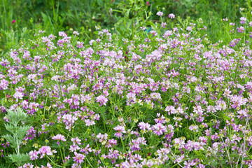 Obraz na płótnie Canvas summer blooming meadow with pink coronilla flowers
