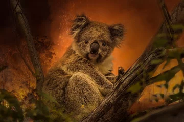 Foto op Plexiglas Kanfgaroo Island, Zuid-Australië- december 2019: Koala op een eucalyptusboom in een naderend bosbrand. © Lukas