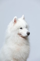 The samoyed dog makes a variety of naughty and lovely, happy and sad expressions. It is people's favorite pet, dog portrait combination series on a gray and white background