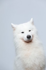 The samoyed dog makes a variety of naughty and lovely, happy and sad expressions. It is people's favorite pet, dog portrait combination series on a gray and white background