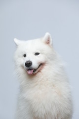 The samoyed dog makes a variety of naughty and lovely, happy and sad expressions. It is people's favorite pet, dog portrait combination series on a gray and white background
