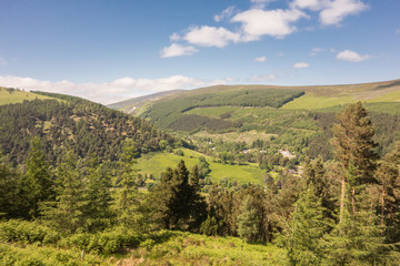 Mountain woodland at Glendalough, Co. Wicklow, Ireland.