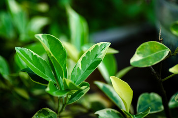 Close-up macro shot, green leaves translucent in the sun over shallow depth of field background