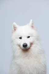 The samoyed dog makes a variety of naughty and lovely, happy and sad expressions. It is people's favorite pet, dog portrait combination series on a gray and white background