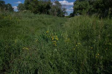 Yellow Iris (Iris pseudacorus) in bloom along Brok Szilas valley - Cinkota, Budapest area  Hungary